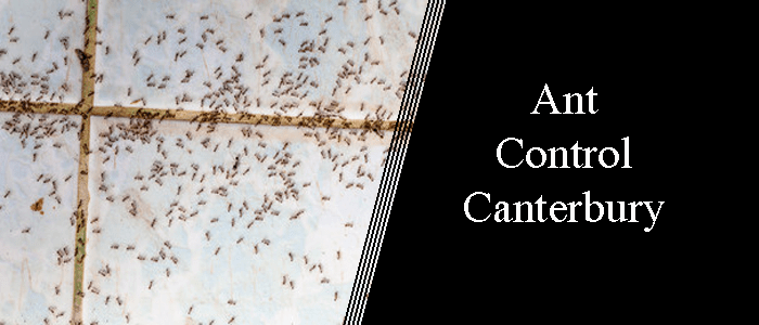 Ant Control Canterbury
