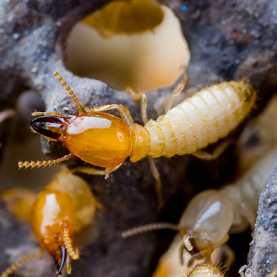 Termite Control Canterbury